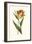 Vintage Tulips I-Vision Studio-Framed Art Print