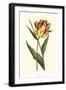 Vintage Tulips I-Vision Studio-Framed Art Print