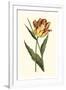 Vintage Tulips I-Vision Studio-Framed Premium Giclee Print