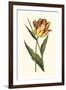 Vintage Tulips I-Vision Studio-Framed Premium Giclee Print