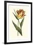 Vintage Tulips I-Vision Studio-Framed Premium Giclee Print