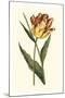 Vintage Tulips I-Vision Studio-Mounted Premium Giclee Print