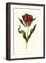 Vintage Tulips II-Vision Studio-Framed Art Print