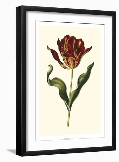 Vintage Tulips II-Vision Studio-Framed Art Print