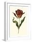 Vintage Tulips II-Vision Studio-Framed Art Print