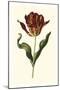 Vintage Tulips II-Vision Studio-Mounted Art Print