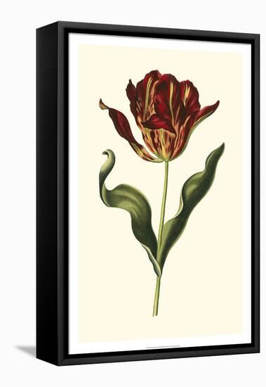 Vintage Tulips II-Vision Studio-Framed Stretched Canvas