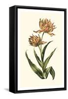 Vintage Tulips III-Vision Studio-Framed Stretched Canvas