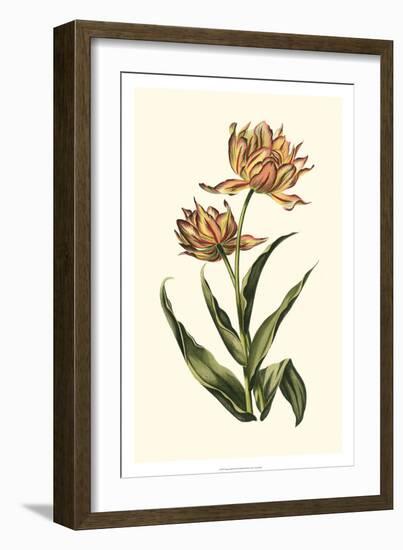 Vintage Tulips III-Vision Studio-Framed Art Print