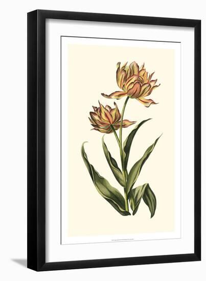 Vintage Tulips III-Vision Studio-Framed Art Print