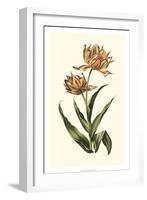 Vintage Tulips III-Vision Studio-Framed Art Print