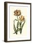 Vintage Tulips IV-Vision Studio-Framed Art Print