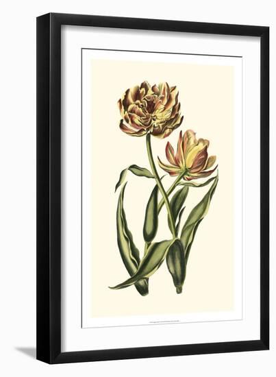 Vintage Tulips IV-Vision Studio-Framed Art Print