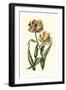 Vintage Tulips IV-Vision Studio-Framed Art Print