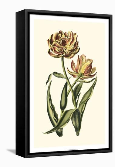 Vintage Tulips IV-Vision Studio-Framed Stretched Canvas