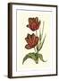 Vintage Tulips V-Vision Studio-Framed Art Print