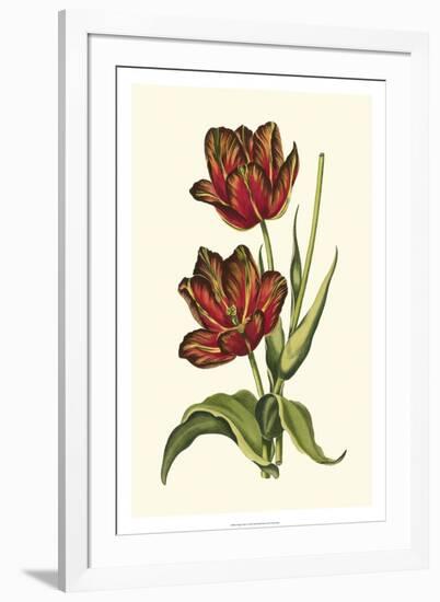 Vintage Tulips V-Vision Studio-Framed Premium Giclee Print