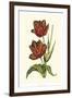 Vintage Tulips V-Vision Studio-Framed Premium Giclee Print