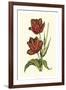 Vintage Tulips V-Vision Studio-Framed Premium Giclee Print