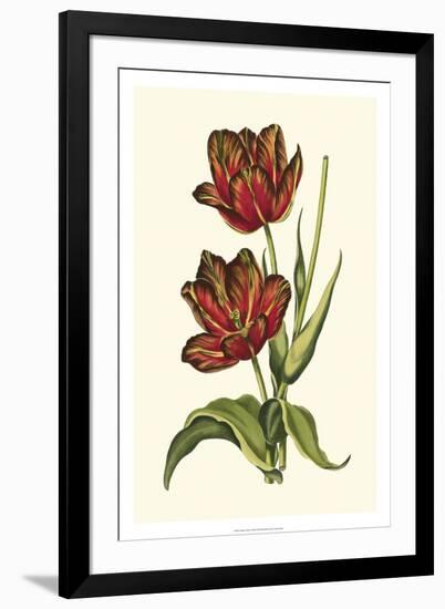 Vintage Tulips V-Vision Studio-Framed Premium Giclee Print