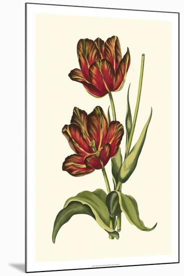 Vintage Tulips V-Vision Studio-Mounted Premium Giclee Print