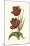 Vintage Tulips V-Vision Studio-Mounted Premium Giclee Print