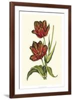 Vintage Tulips V-Vision Studio-Framed Art Print
