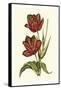 Vintage Tulips V-Vision Studio-Framed Stretched Canvas