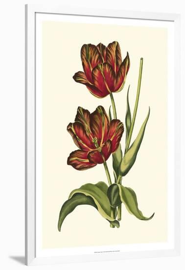 Vintage Tulips V-Vision Studio-Framed Art Print