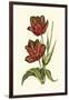 Vintage Tulips V-Vision Studio-Framed Art Print