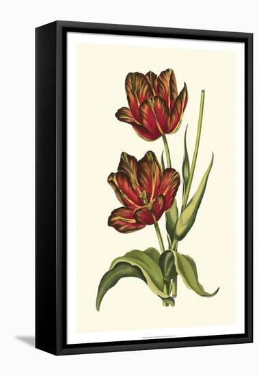 Vintage Tulips V-Vision Studio-Framed Stretched Canvas