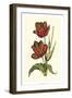 Vintage Tulips V-Vision Studio-Framed Art Print