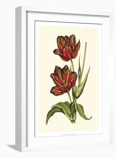 Vintage Tulips V-Vision Studio-Framed Art Print