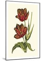 Vintage Tulips V-Vision Studio-Mounted Art Print