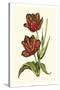 Vintage Tulips V-Vision Studio-Stretched Canvas