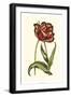 Vintage Tulips VI-Vision Studio-Framed Art Print