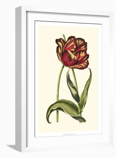 Vintage Tulips VI-Vision Studio-Framed Art Print