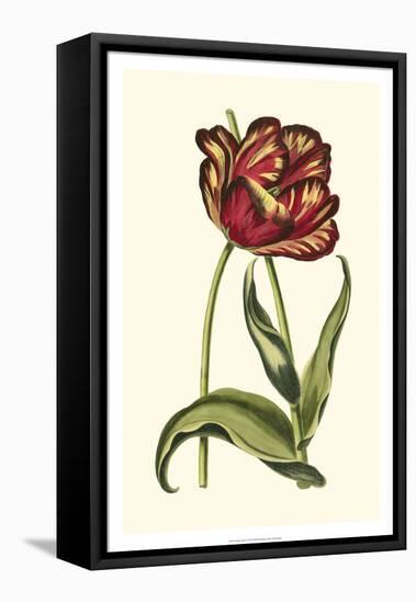Vintage Tulips VI-Vision Studio-Framed Stretched Canvas