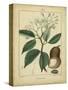 Vintage Turpin Botanical I-Turpin-Stretched Canvas