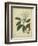 Vintage Turpin Botanical I-Turpin-Framed Art Print