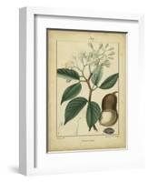 Vintage Turpin Botanical I-Turpin-Framed Art Print