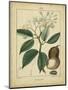 Vintage Turpin Botanical I-Turpin-Mounted Art Print