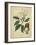 Vintage Turpin Botanical I-Turpin-Framed Art Print