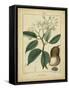 Vintage Turpin Botanical I-Turpin-Framed Stretched Canvas