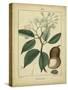 Vintage Turpin Botanical I-Turpin-Stretched Canvas