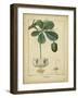 Vintage Turpin Botanical II-Turpin-Framed Art Print