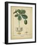 Vintage Turpin Botanical II-Turpin-Framed Art Print