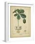 Vintage Turpin Botanical II-Turpin-Framed Art Print