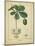 Vintage Turpin Botanical II-Turpin-Mounted Art Print