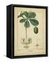 Vintage Turpin Botanical II-Turpin-Framed Stretched Canvas